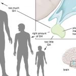 Best tips for you to boost Growth Hormone naturally