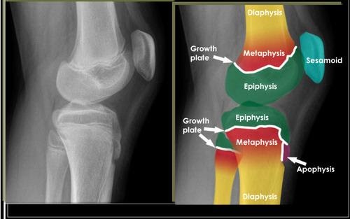 How Does Growth Plate Reveal Your Chance to Grow Taller?